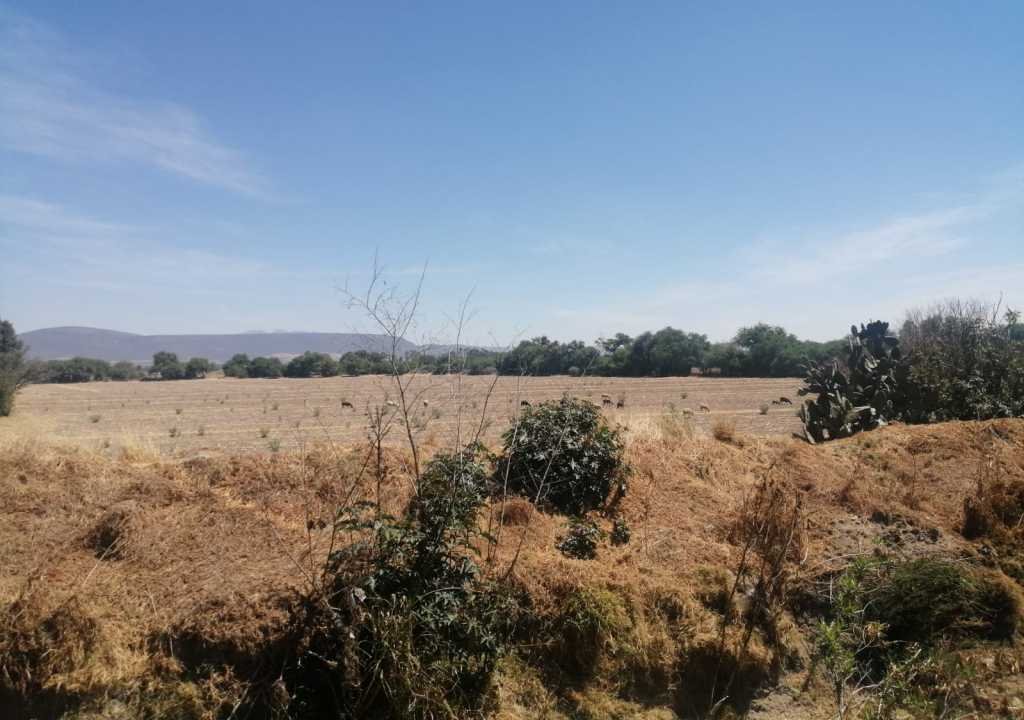 Vegetación en terreno residencial